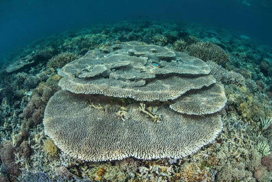 Corals Grow Shallow Reef Wall Decal Design 4