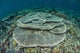 Corals Grow Shallow Reef Wall Decal Design 4