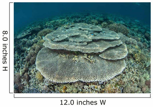 Corals Grow Shallow Reef Wall Decal Design 4
