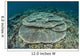 Corals Grow Shallow Reef Wall Decal Design 4