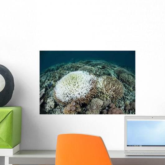 Coral Colonies Are Beginning Wall Decal Design 2