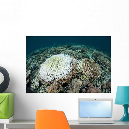 Coral Colonies Are Beginning Wall Decal Design 2