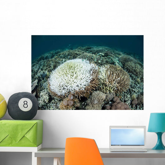 Coral Colonies Are Beginning Wall Decal Design 2