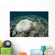 Coral Colonies Are Beginning Wall Decal Design 2