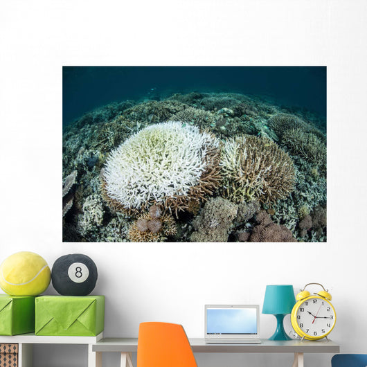 Coral Colonies Are Beginning Wall Decal Design 2