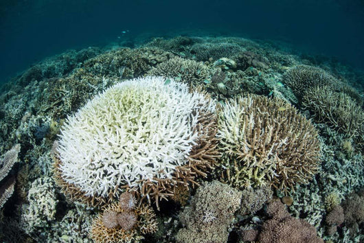 Coral Colonies Are Beginning Wall Decal Design 2