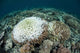 Coral Colonies Are Beginning Wall Decal Design 2