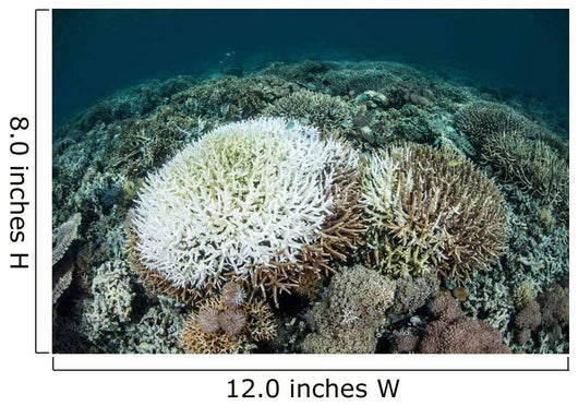 Coral Colonies Are Beginning Wall Decal Design 2