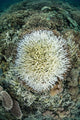Coral Colonies Are Beginning Wall Decal Design 1