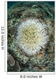 Coral Colonies Are Beginning Wall Decal Design 1