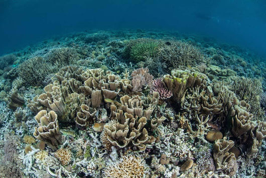 Delicate Corals Grow near Wall Decal Design 3