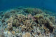 Delicate Corals Grow near Wall Decal Design 3