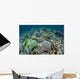 Delicate Reef-building Corals Raja Wall Decal Design 2