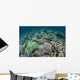 Delicate Reef-building Corals Raja Wall Decal Design 2