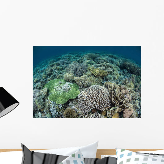 Delicate Reef-building Corals Raja Wall Decal Design 2