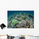 Delicate Reef-building Corals Raja Wall Decal Design 2