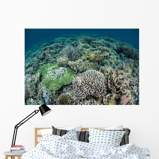 Delicate Reef-building Corals Raja Wall Decal Design 2