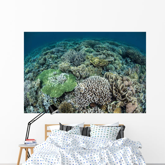 Delicate Reef-building Corals Raja Wall Decal Design 2