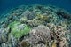 Delicate Reef-building Corals Raja Wall Decal Design 2