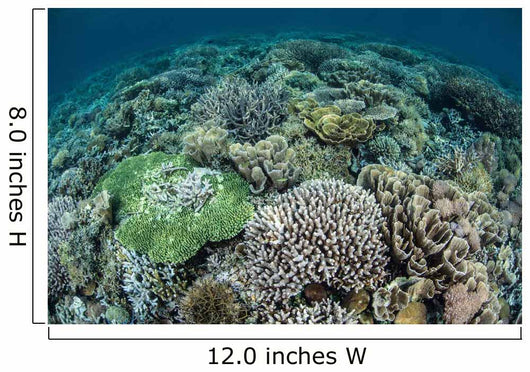 Delicate Reef-building Corals Raja Wall Decal Design 2