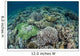 Delicate Reef-building Corals Raja Wall Decal Design 2