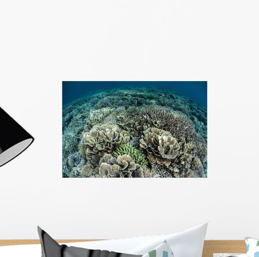 Delicate Reef-building Corals Raja Wall Decal Design 1