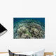 Delicate Reef-building Corals Raja Wall Decal Design 1