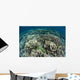 Delicate Reef-building Corals Raja Wall Decal Design 1