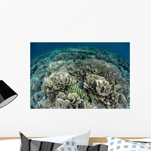 Delicate Reef-building Corals Raja Wall Decal Design 1