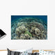 Delicate Reef-building Corals Raja Wall Decal Design 1