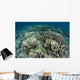 Delicate Reef-building Corals Raja Wall Decal Design 1