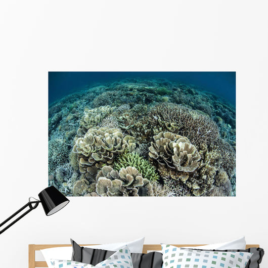Delicate Reef-building Corals Raja Wall Decal Design 1
