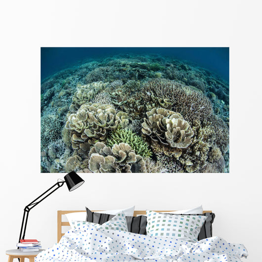 Delicate Reef-building Corals Raja Wall Decal Design 1
