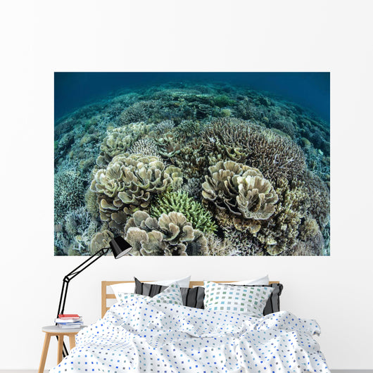 Delicate Reef-building Corals Raja Wall Decal Design 1