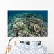 Delicate Reef-building Corals Raja Wall Decal Design 1