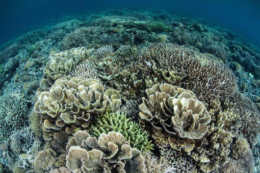 Delicate Reef-building Corals Raja Wall Decal Design 1