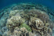 Delicate Reef-building Corals Raja Wall Decal Design 1