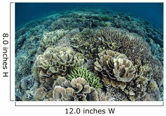 Delicate Reef-building Corals Raja Wall Decal Design 1