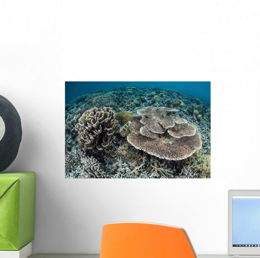 Delicate Corals Grow near Wall Decal Design 2