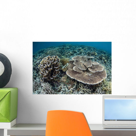 Delicate Corals Grow near Wall Decal Design 2