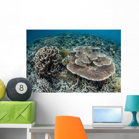 Delicate Corals Grow near Wall Decal Design 2