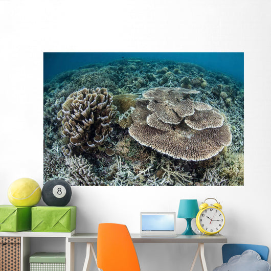 Delicate Corals Grow near Wall Decal Design 2