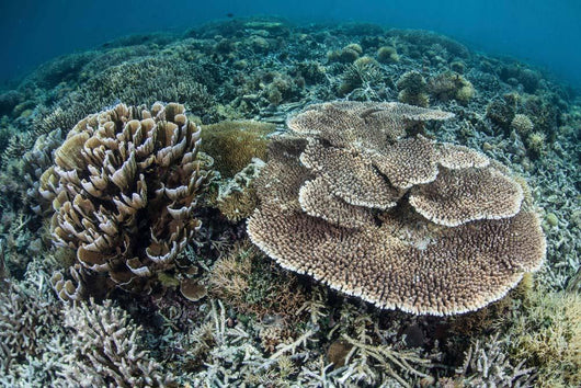 Delicate Corals Grow near Wall Decal Design 2