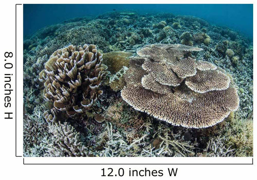 Delicate Corals Grow near Wall Decal Design 2
