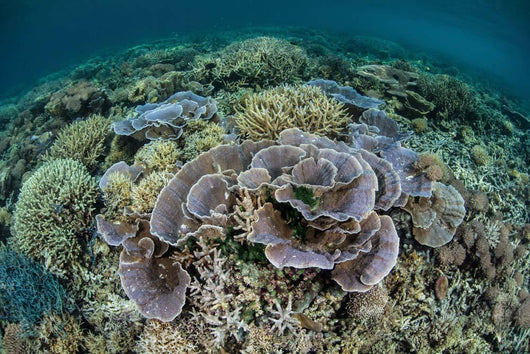 Delicate Corals Grow near Wall Decal Design 1