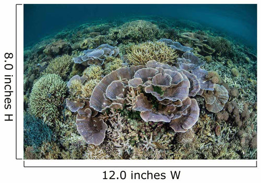 Delicate Corals Grow near Wall Decal Design 1