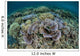 Delicate Corals Grow near Wall Decal Design 1