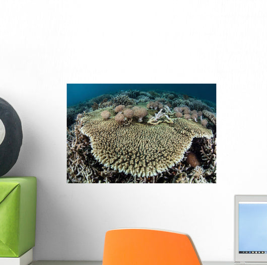 Table Coral Is Encroached Wall Decal