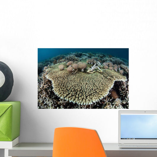 Table Coral Is Encroached Wall Decal