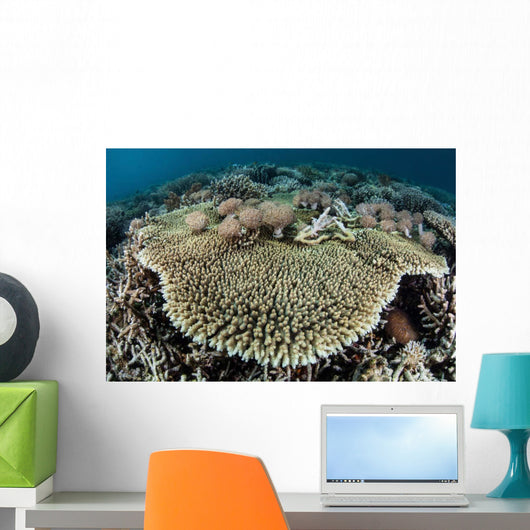 Table Coral Is Encroached Wall Decal